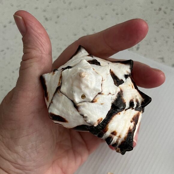 Set of Three  large Decorative Seashells Spider Conch Giant Conch Large Murex - Picture 3 of 14